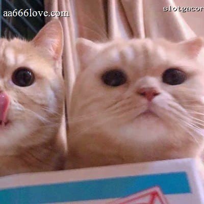 Raisa Andriana profile picture